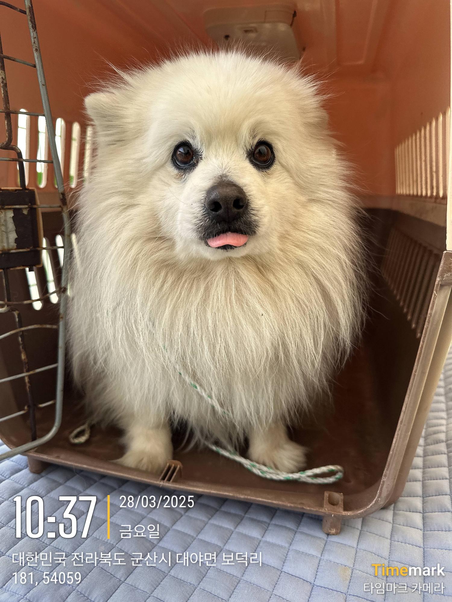 군산유기동물보호센터_445467202500353